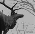 The Mantle - Agalloch