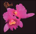 tabs Orchid - Opeth